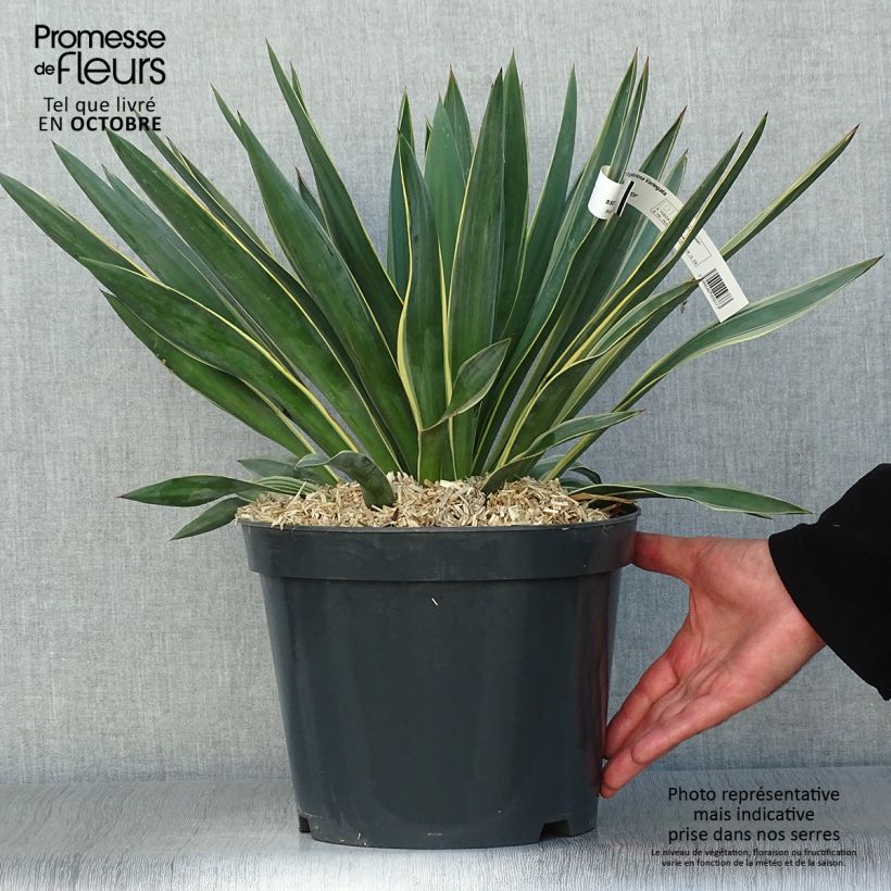 Spécimen de Yucca gloriosa Variegata - Dague espagnole Pot de 4L/5L tel que livré en automne
