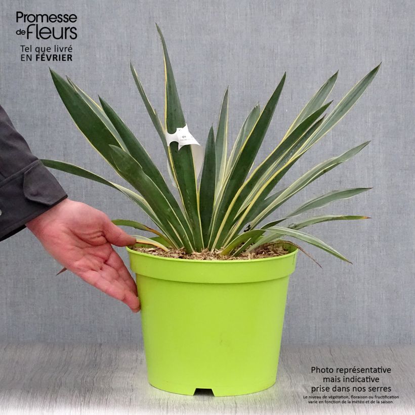 Spécimen de Yucca gloriosa Variegata - Dague espagnole tel que livré en hiver
