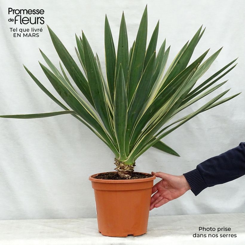 Spécimen de Yucca gloriosa Variegata - Dague espagnole pot de 6L/7L tel que livré au printemps