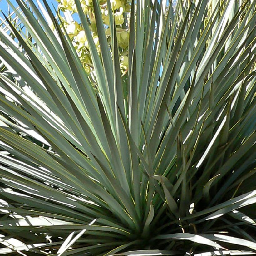 Yucca rigida - Yucca bleu (Feuillage)