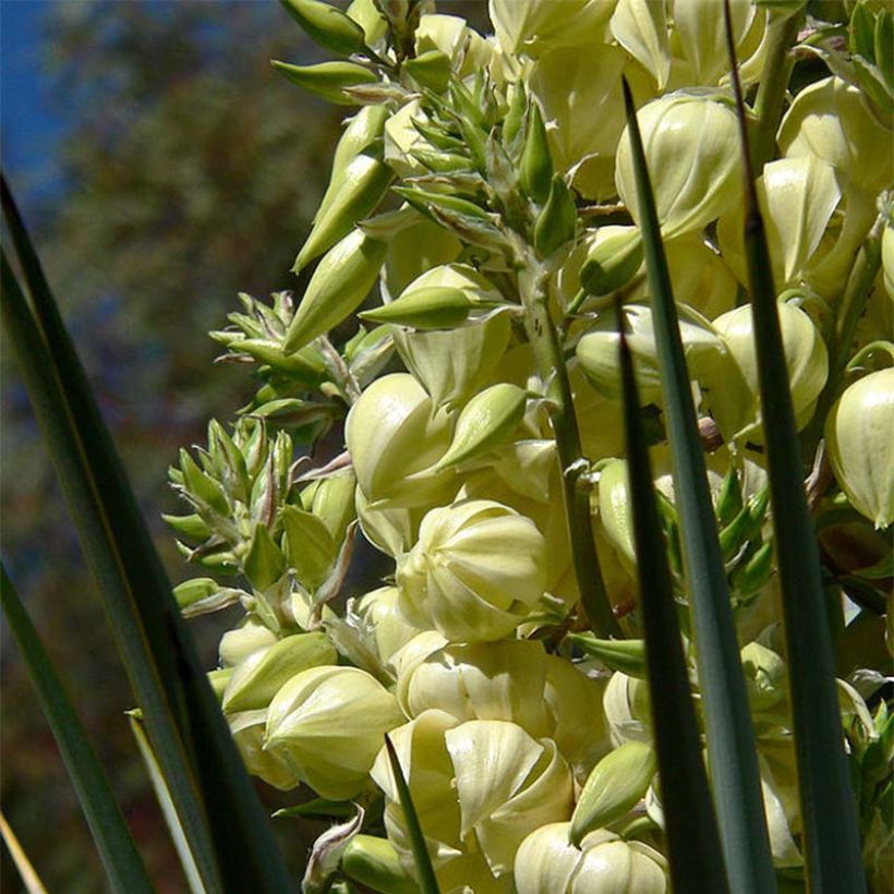 Yucca rigida - Yucca bleu (Floraison)