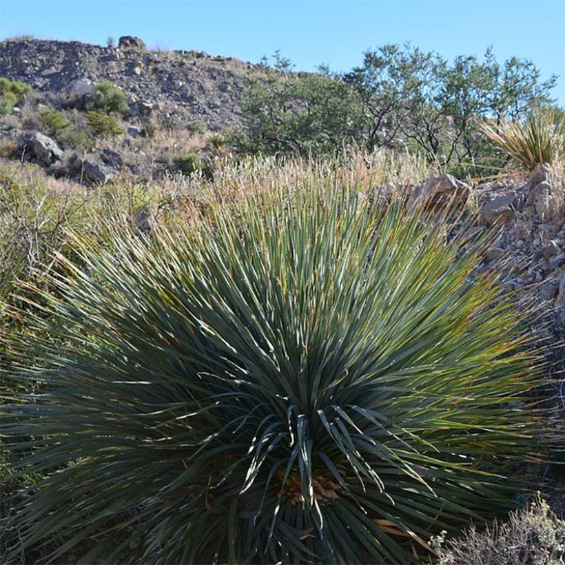 Yucca rigida - Yucca bleu (Port)