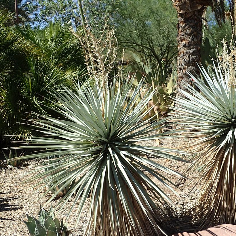 Yucca rigida Blue Sentry - Yucca sentinelle bleue (Port)