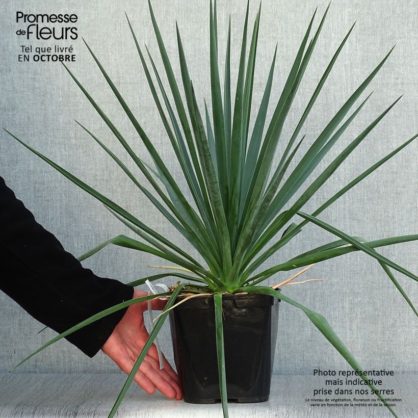 Spécimen de Yucca rigida Blue Sentry - Yucca sentinelle bleue Pot de 3L/4L tel que livré en automne