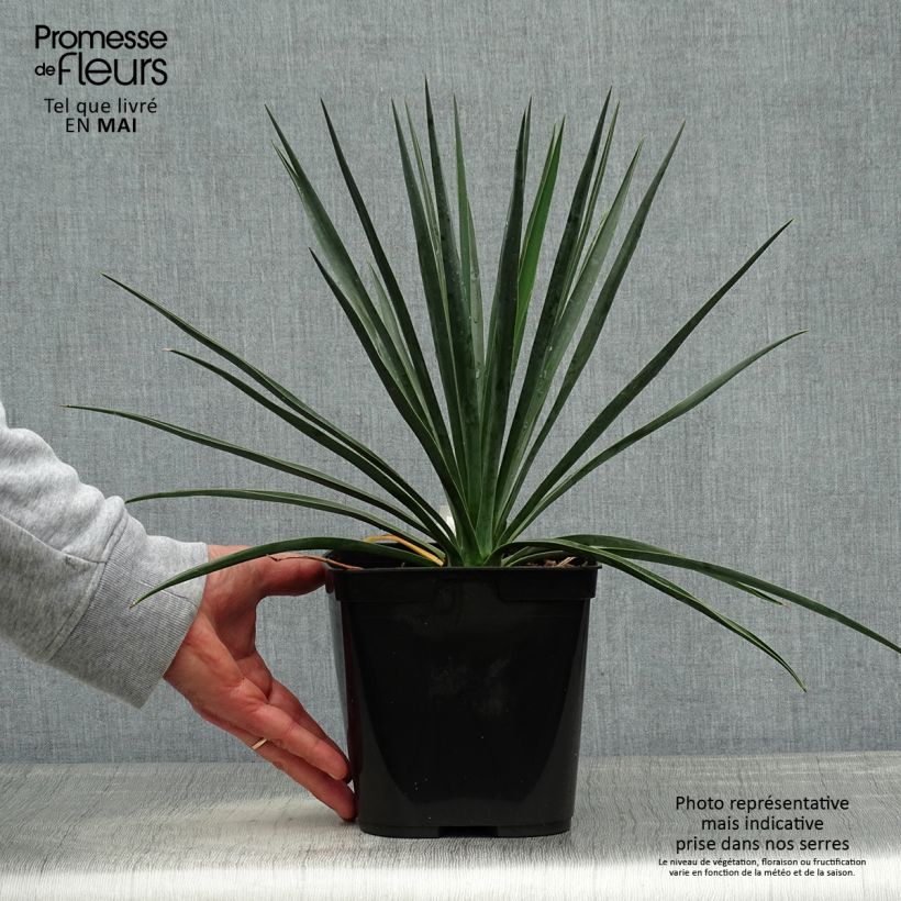 Spécimen de Yucca rigida Blue Sentry - Yucca sentinelle bleue Pot de 3L/4L tel que livré au printemps