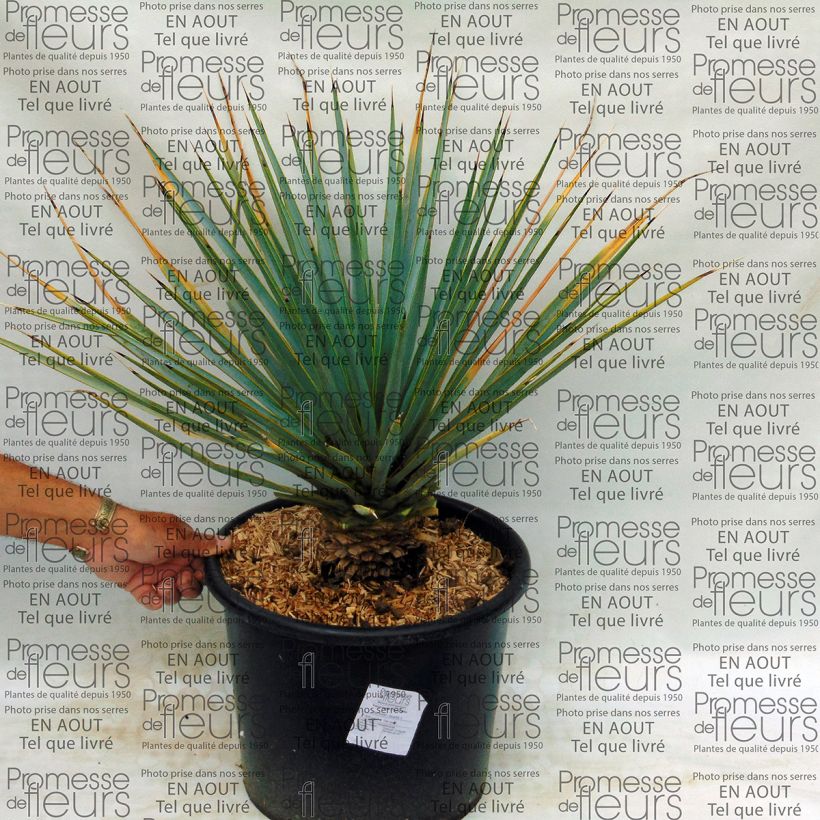 Exemple de spécimen de Yucca rigida - Yucca bleu tel que livré