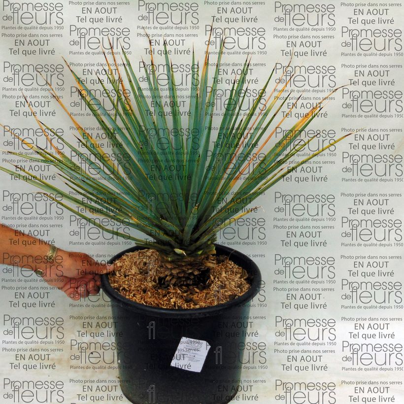 Exemple de spécimen de Yucca rigida - Yucca bleu Pot de 7,5L/10L tel que livré