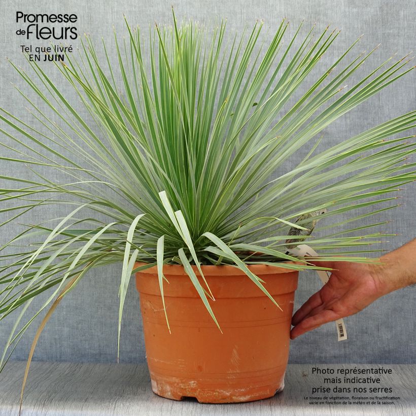 Spécimen de Yucca rostrata Pot de 12L/15L tel que livré en été