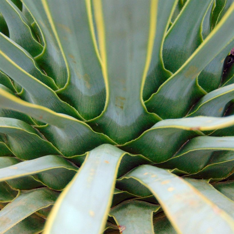 Yucca rostrata (Feuillage)