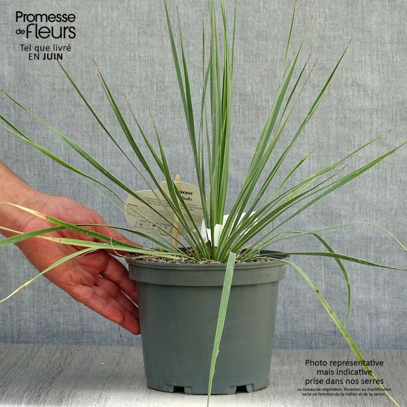 Spécimen de Yucca rostrata Pot de 2L/3L tel que livré en été