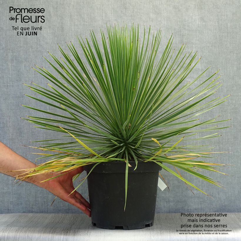 Spécimen de Yucca rostrata Pot de 6L/7L tel que livré en été