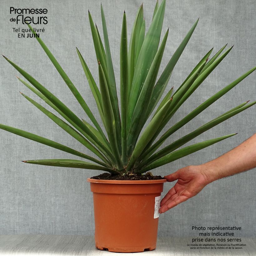 Spécimen de Yucca torreyi - Yucca de Torrey Pot de 7,5L/10L tel que livré en été