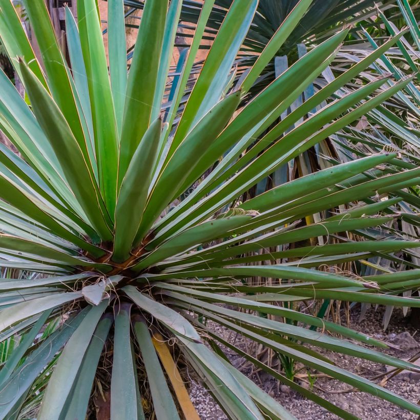 Yucca torreyi - Yucca de Torrey (Feuillage)