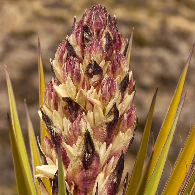 Yucca torreyi - Yucca de Torrey (Floraison)