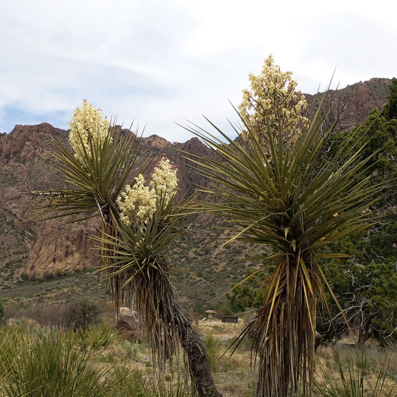 Yucca torreyi - Yucca de Torrey (Port)