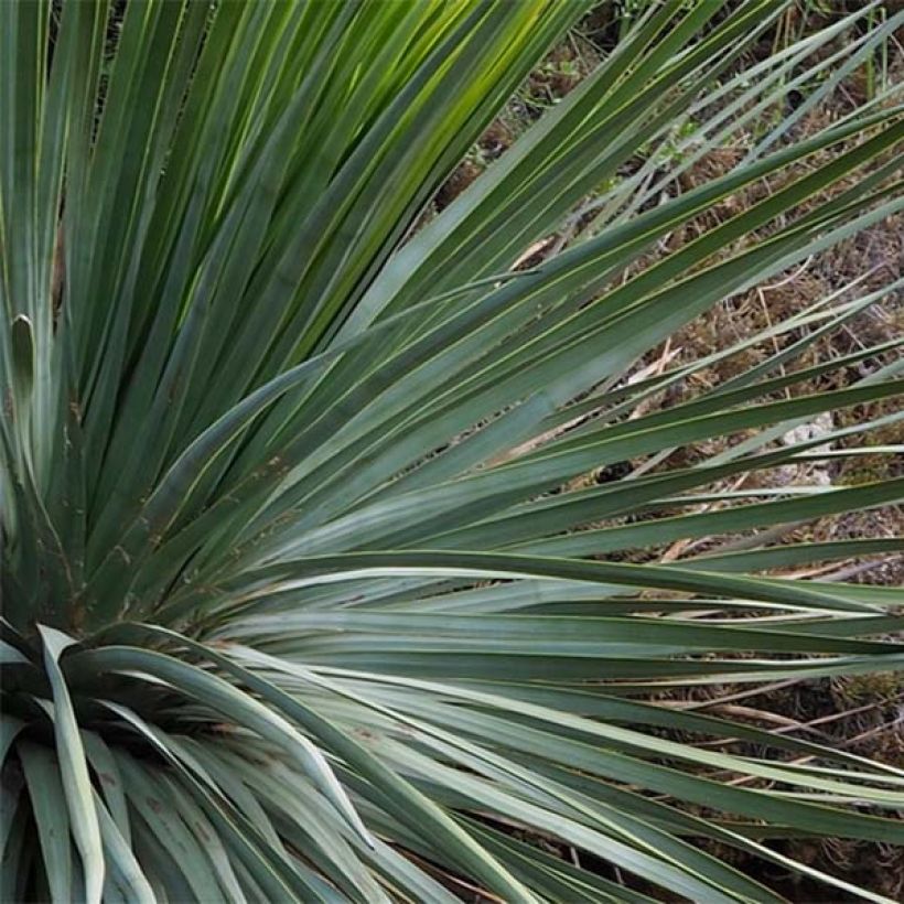 Yucca whipplei - Hesperoyucca bleu (Feuillage)