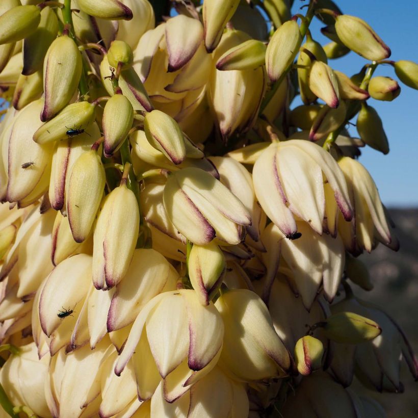 Yucca whipplei - Hesperoyucca bleu (Floraison)