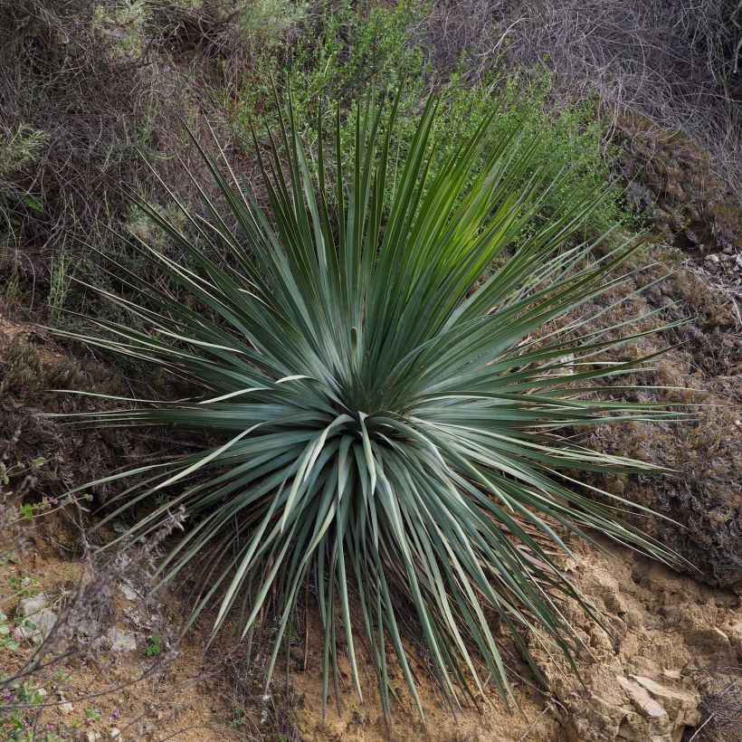 Yucca whipplei - Hesperoyucca bleu (Port)