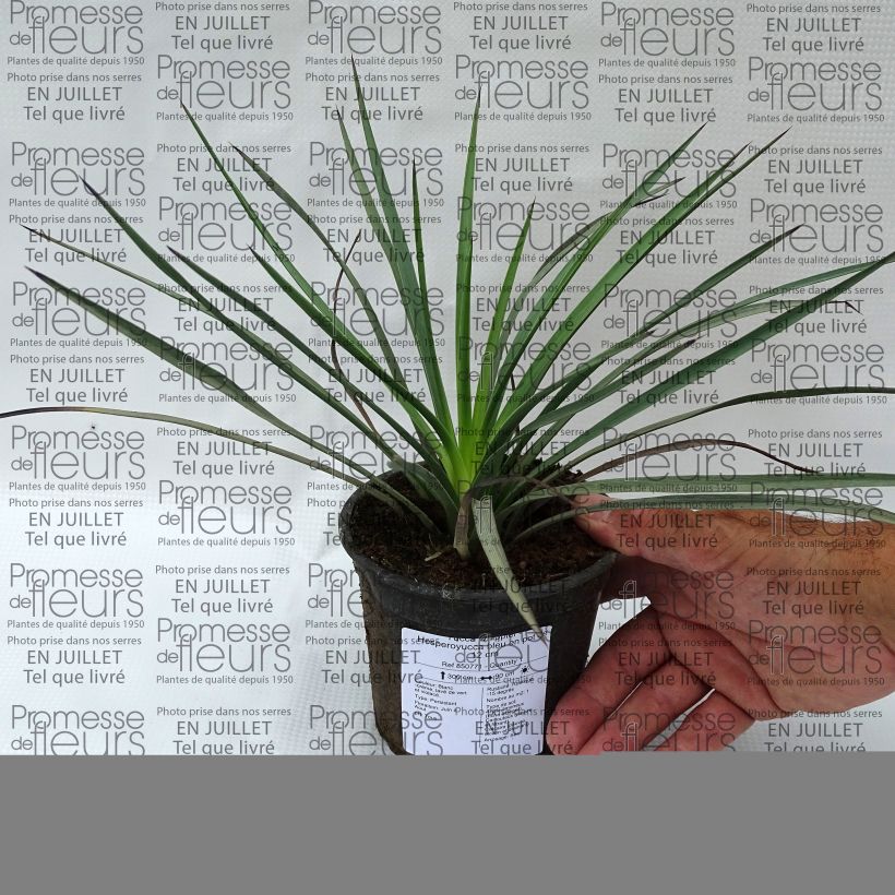 Spécimen de Yucca whipplei - Hesperoyucca bleu en pot de 4L/5L tel que livré en ete