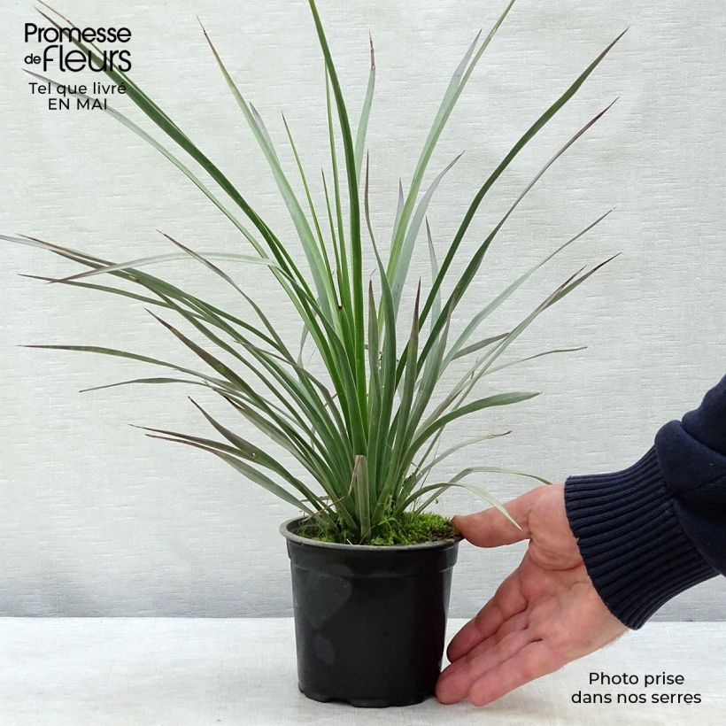 Spécimen de Yucca whipplei - Hesperoyucca bleu en pot de 12 cm tel que livré au printemps