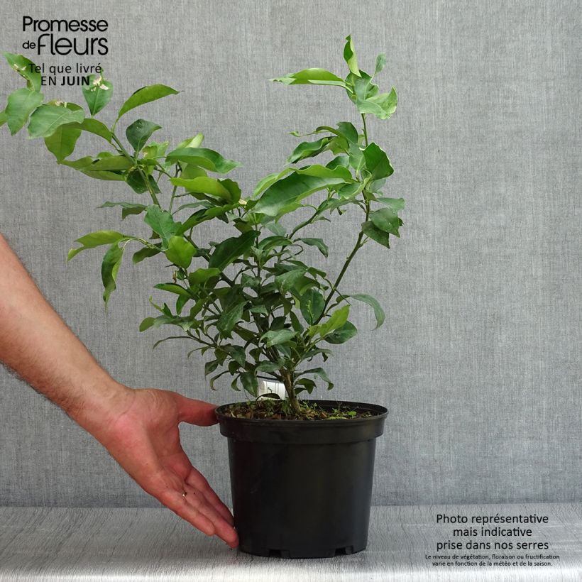 Spécimen de Yuzu - Citrus junos Pot de 2L/3L, Buisson tel que livré en été