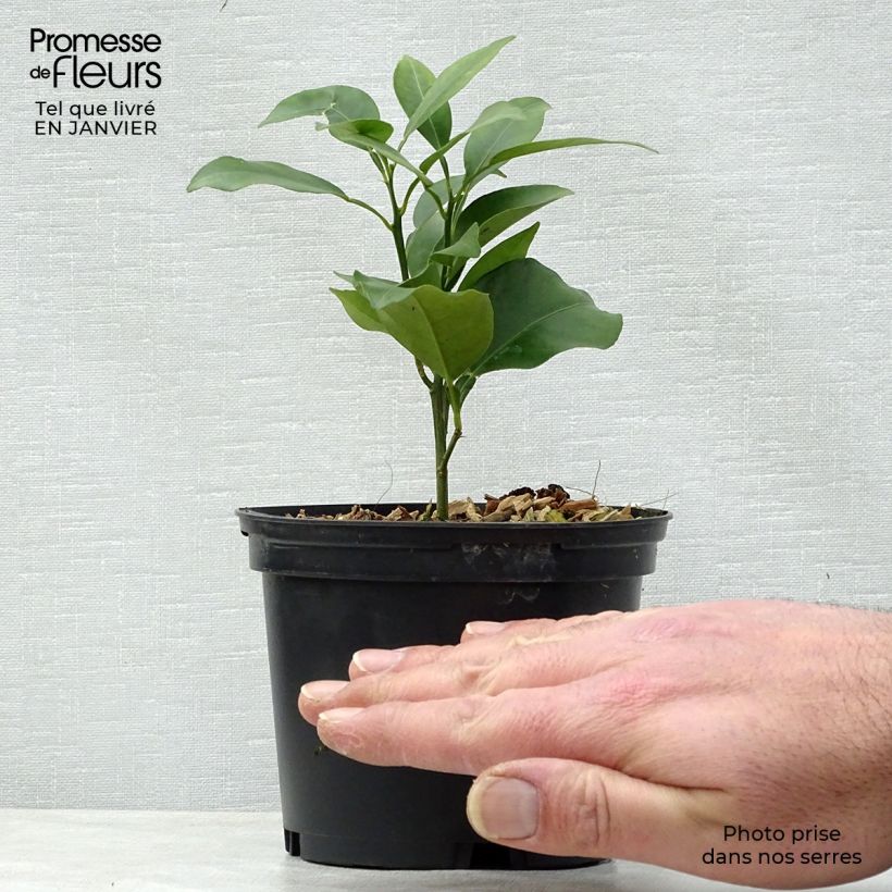 Spécimen de Yuzu - Citrus junos en pot de 1L/1,5L tel que livré en hiver