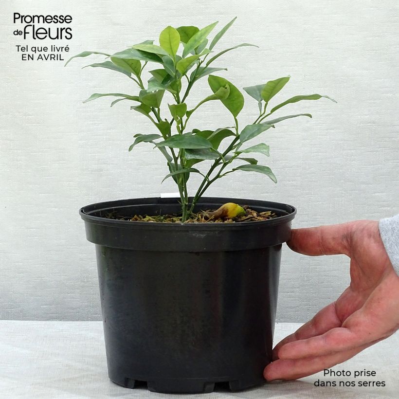 Spécimen de Yuzu - Citrus junos John Lemon en pot de 3L tel que livré au printemps