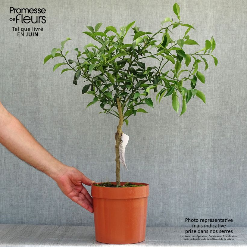Spécimen de Yuzu - Citrus junos Pot de 4L/5L, 1/4 de tige tel que livré en été