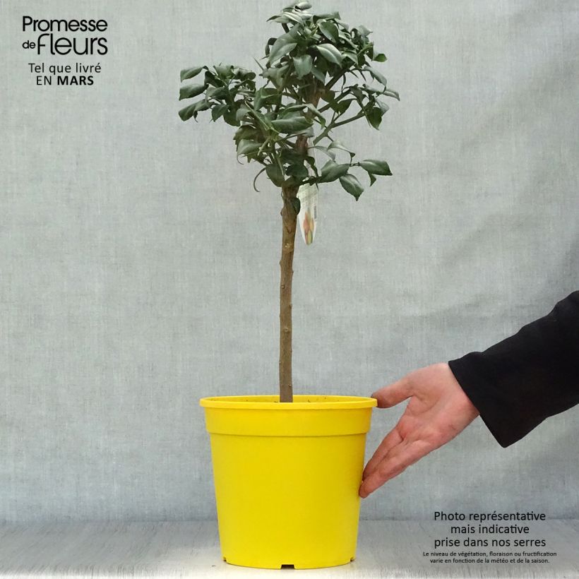 Spécimen de Yuzu - Citrus junos en pot de 5L tel que livré au printemps
