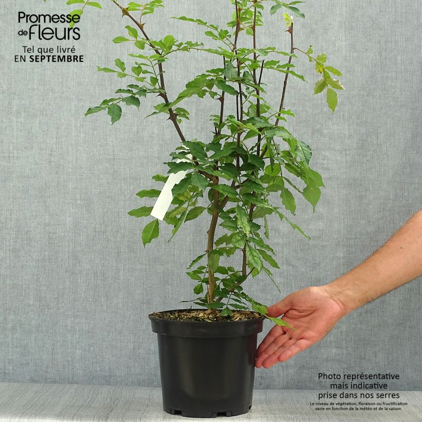 Spécimen de Zanthoxylum americanum - Poivrier américain Pot de 4L/5L tel que livré en automne