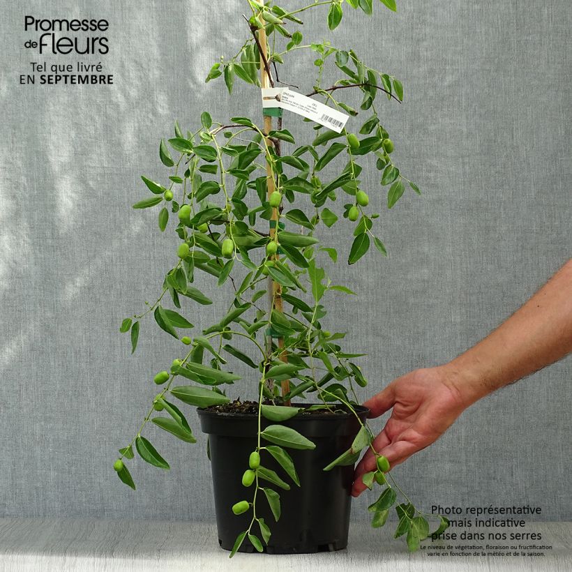 Spécimen de Ziziphus jujuba Abundance - Jujubier Pot de 3L/4L tel que livré en automne