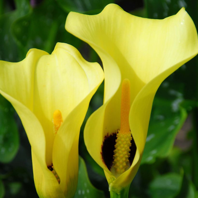 Arum ou Calla jaune à gorge noir - Zantedeschia Black Magic (Floraison)
