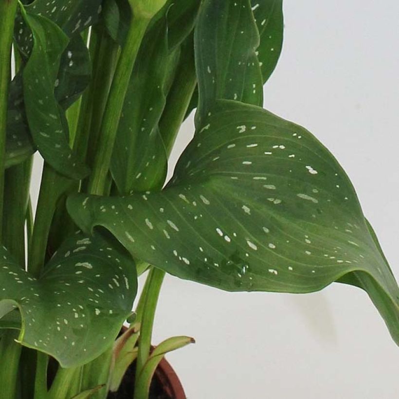 Arum ou Calla à fleurs rouge, orange et jaune - Zantedeschia Captain Fuego (Feuillage)