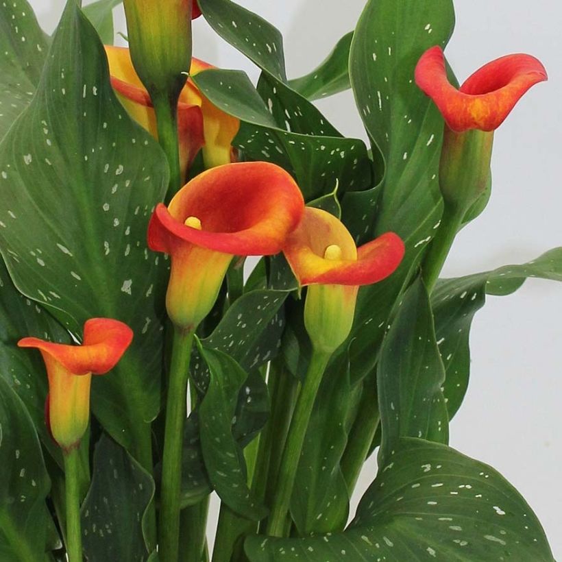 Arum ou Calla à fleurs rouge, orange et jaune - Zantedeschia Captain Fuego (Floraison)