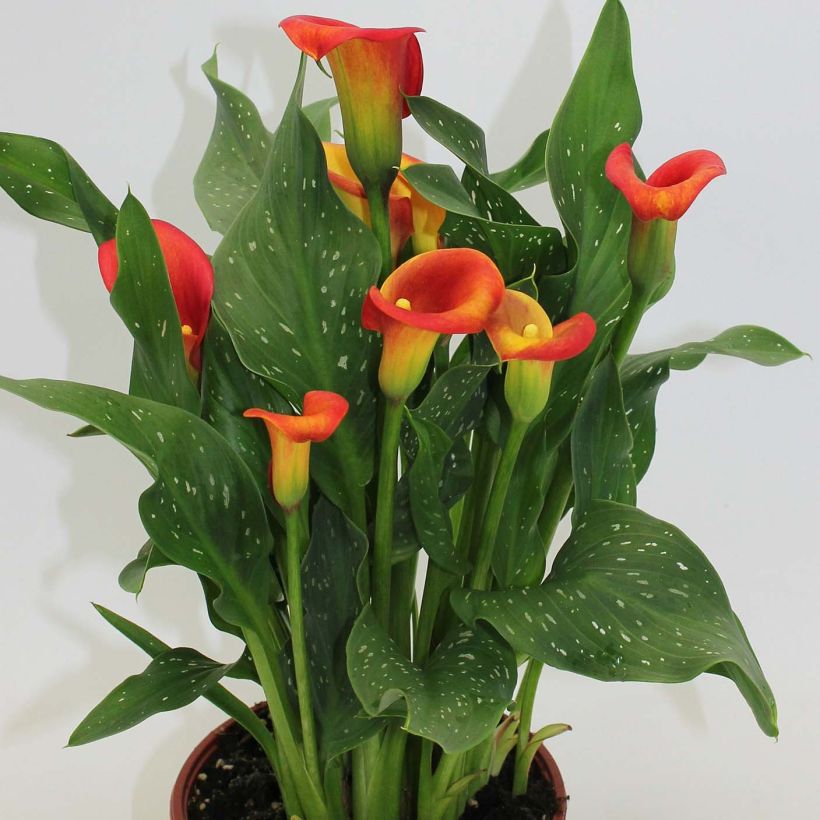 Arum ou Calla à fleurs rouge, orange et jaune - Zantedeschia Captain Fuego (Port)