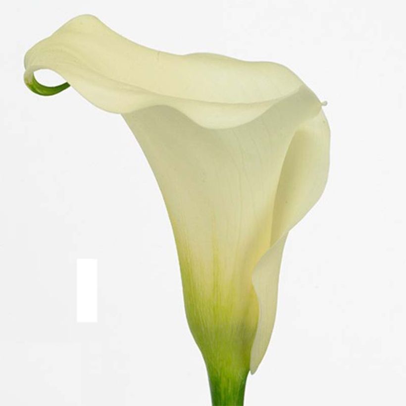 Arum ou Calla blanc crème - Zantedeschia Captain Marbella (Floraison)