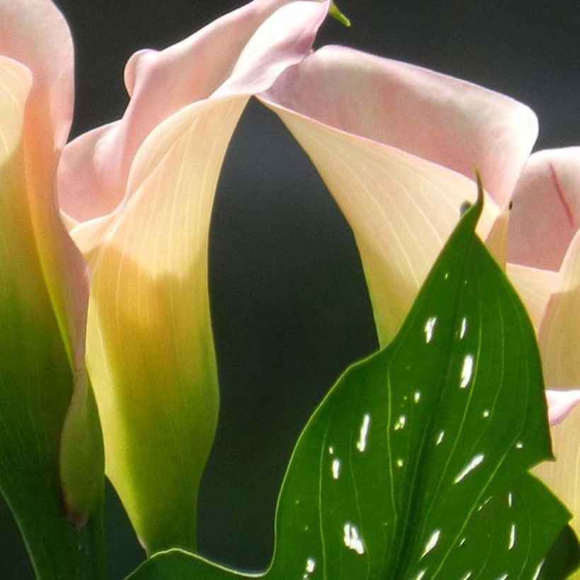 Arum ou Calla à fleurs rose tendre teinté de blanc - Zantedeschia Captain Marrero (Feuillage)