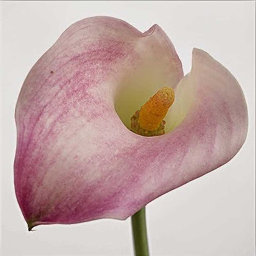 Arum ou Calla à fleurs rose tendre teinté de blanc - Zantedeschia Captain Marrero (Floraison)