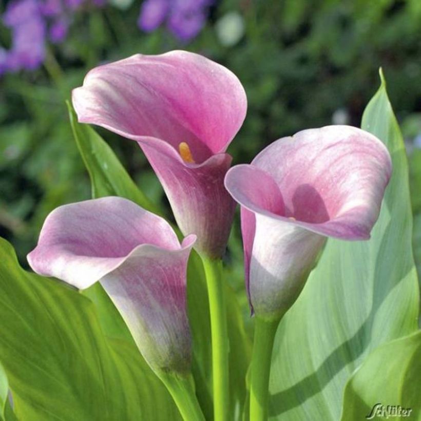 Arum ou Calla rose tendre - Zantedeschia Captain Melrose (Floraison)