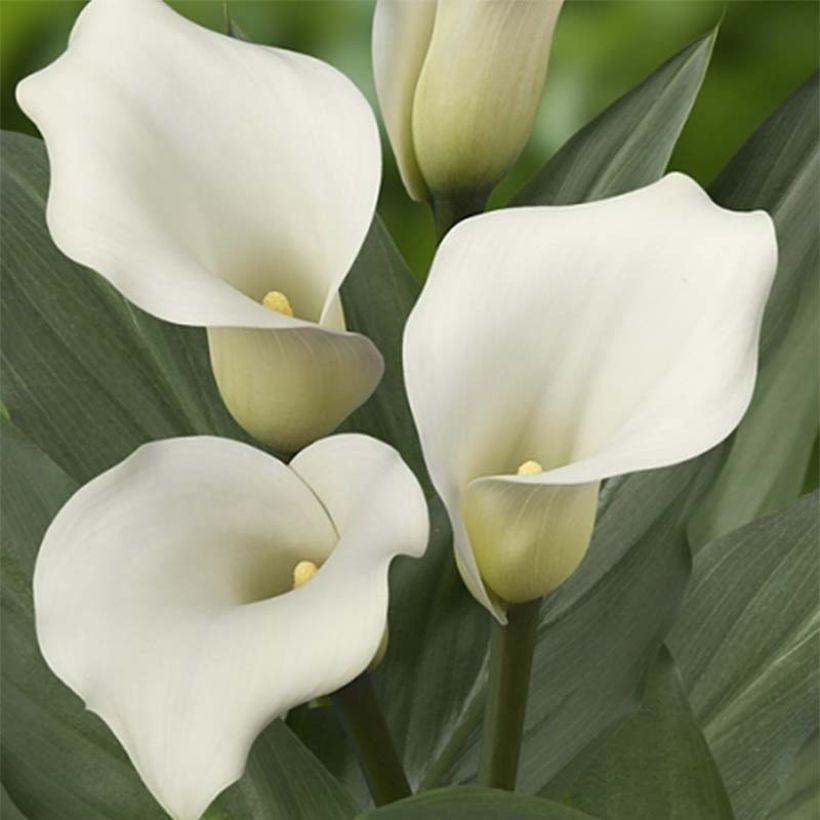 Arum ou Calla à fleurs blanc pur - Zantedeschia Captain Mirage (Floraison)