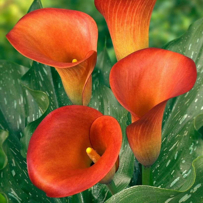 Arum ou Calla à fleurs orange foncé lavé de rouge carmin - Zantedeschia Captain Murano (Floraison)