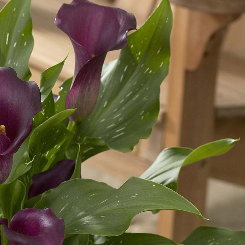 Arum ou Calla à fleurs violet sombre - Zantedeschia Captain Reno (Feuillage)