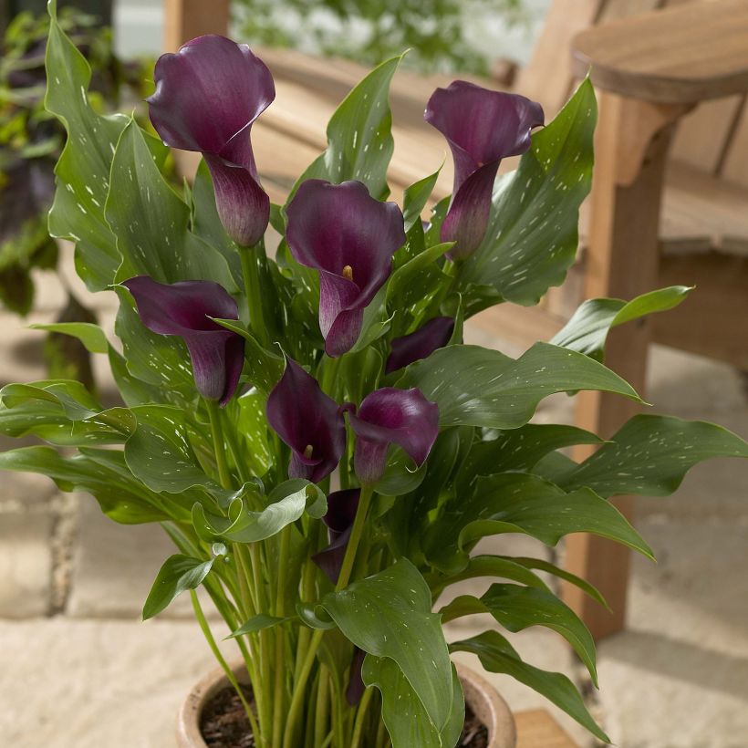Arum ou Calla à fleurs violet sombre - Zantedeschia Captain Reno (Port)