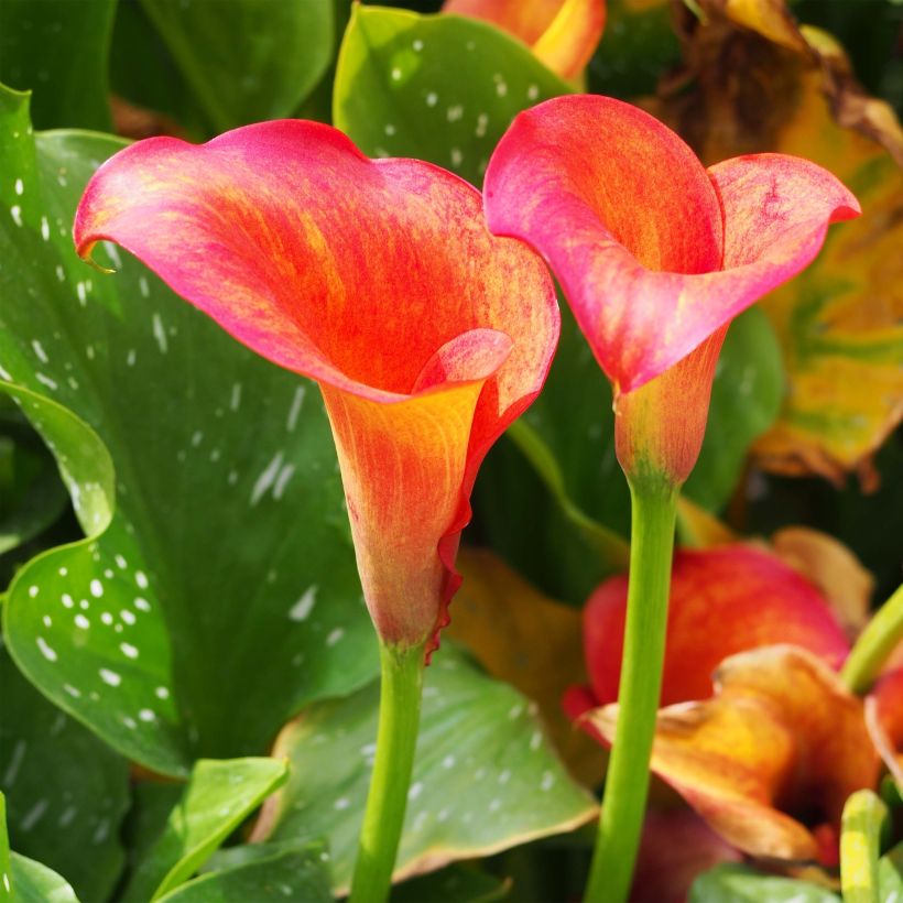 Arum ou Calla à fleurs jaune soutenu - Zantedeschia Captain Trinity (Floraison)