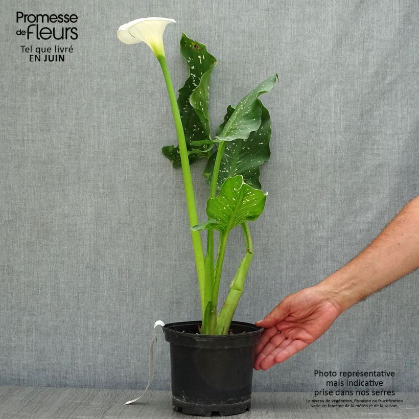 Spécimen de Zantedeschia aethiopica Himalaya - Arum d'Ethiopie géant Pot de 2L/3L tel que livré en été