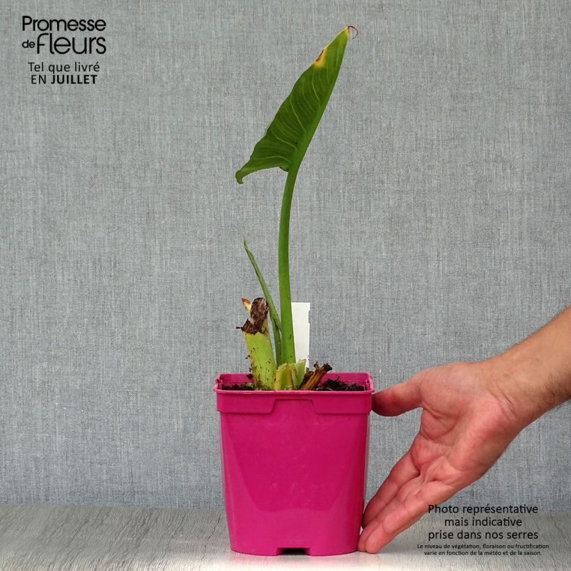 Spécimen de Zantedeschia aethiopica Pink Flamingo - Arum d'Ethiopie Pot de 2L/3L tel que livré en été
