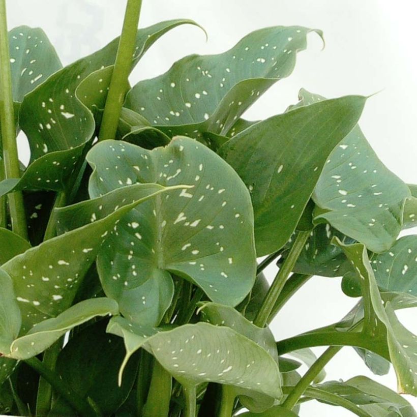 Zantedeschia aethiopica Prince Amaël - Arum d'Ethiopie au feuillage panaché (Feuillage)