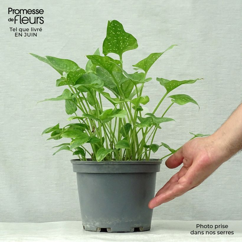Spécimen de Zantedeschia aethiopica Prince Amaël - Arum d'Ethiopie au feuillage panaché Pot de 2L/3L tel que livré en été