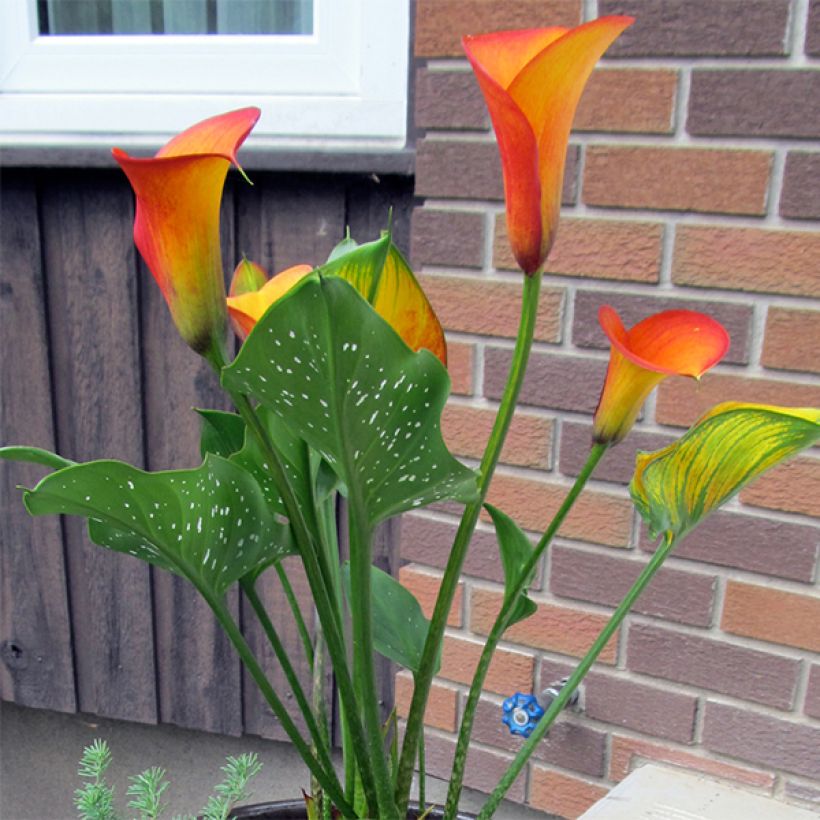 Arum ou Calla jaune virant au rouge - Zantedeschia Flame  (Port)