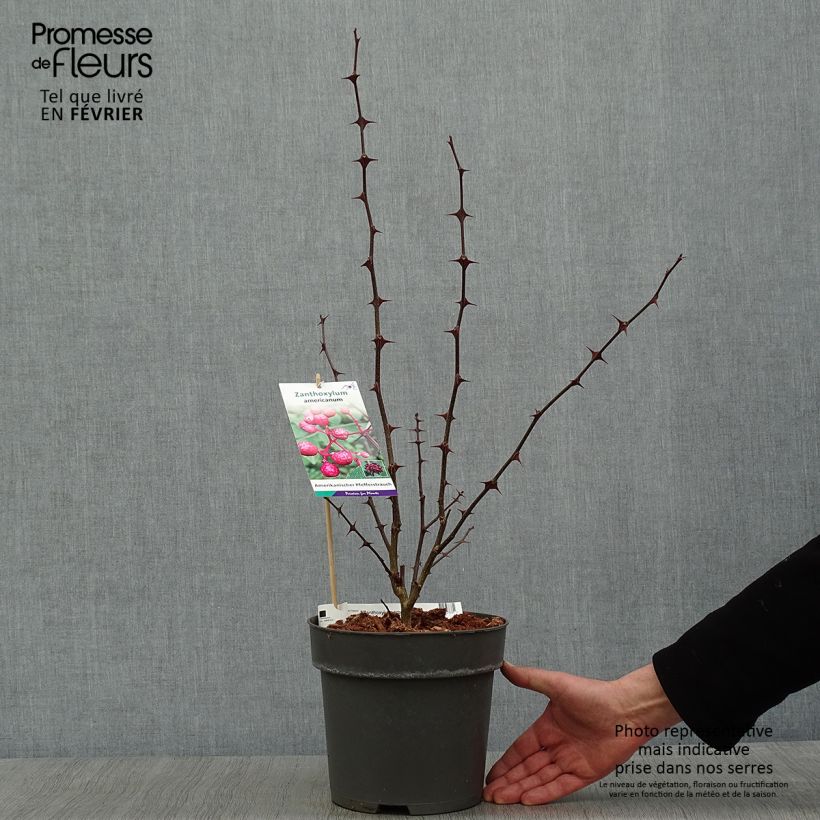 Spécimen de Zanthoxylum americanum - Poivrier américain Pot de 4L/5L tel que livré en hiver